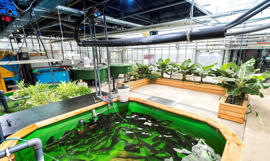 Aquaponics – the circular food production system EA_Aqua1